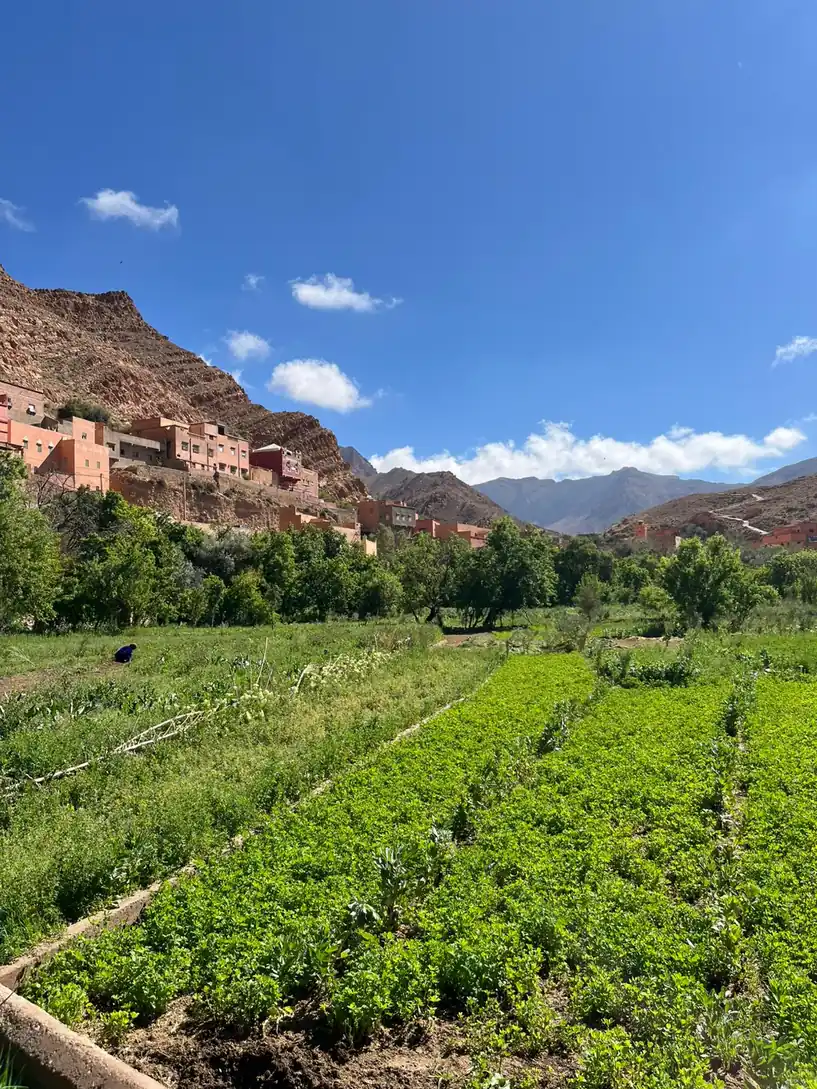 Fes to Marrakech via Cedar Forest & Merzouga gallery image