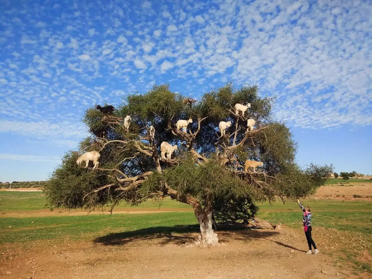 Tangier to Marrakech Northern Morocco & Desert